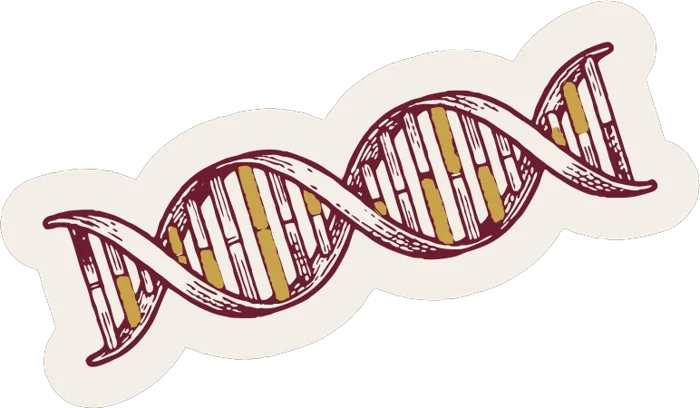 Adesivo DNA